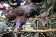Tierschutzorganisation rettet Orang-Utan in letzter Minute