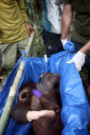 Tierschutzorganisation rettet Orang-Utan in letzter Minute