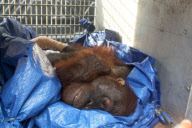 Tierschutzorganisation rettet Orang-Utan in letzter Minute