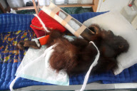 Tierschutzorganisation rettet Orang-Utan in letzter Minute