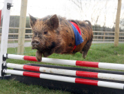 Miniature piglet racing at Pennywell Farm, Devon, Britain - 05 Apr 2012
