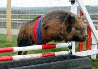 Miniature piglet racing at Pennywell Farm, Devon, Britain - 05 Apr 2012