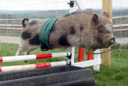 Miniature piglet racing at Pennywell Farm, Devon, Britain - 05 Apr 2012