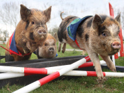 Miniature piglet racing at Pennywell Farm, Devon, Britain - 05 Apr 2012