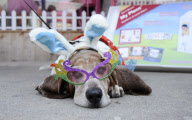 Doo Dah Parade