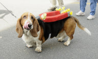 Doo Dah Parade