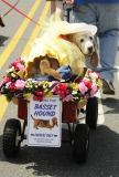 Doo Dah Parade