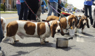 Doo Dah Parade