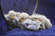 Hübsch hässlich: Kea Küken Nelson im Bergzoo Halle