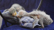 Hübsch hässlich: Kea Küken Nelson im Bergzoo Halle