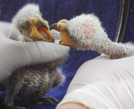 Hübsch hässlich: Kea Küken Nelson im Bergzoo Halle