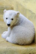 Eisbärenbaby Anori im Freigehege des Wuppertaler Zoos
