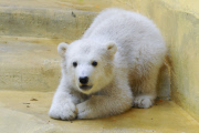 Eisbärenbaby Anori im Freigehege des Wuppertaler Zoos