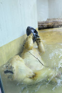 Eisbärenbaby Anori im Freigehege des Wuppertaler Zoos