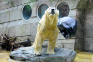 Eisbärenbaby Anori im Freigehege des Wuppertaler Zoos