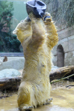 Eisbärenbaby Anori im Freigehege des Wuppertaler Zoos