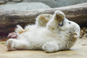Eisbärenbaby Anori im Freigehege des Wuppertaler Zoos