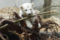 Eisbärenbaby Anori im Freigehege des Wuppertaler Zoos