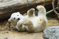 Eisbärenbaby Anori im Freigehege des Wuppertaler Zoos