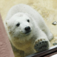 Eisbärenbaby Anori im Freigehege des Wuppertaler Zoos