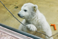Eisbärenbaby Anori im Freigehege des Wuppertaler Zoos