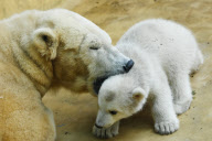 Eisbärenbaby Anori im Freigehege des Wuppertaler Zoos