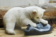 Eisbärenbaby Anori im Freigehege des Wuppertaler Zoos