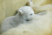 Eisbärenbaby Anori im Freigehege des Wuppertaler Zoos