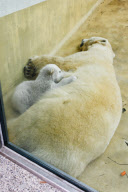 Eisbärenbaby Anori im Freigehege des Wuppertaler Zoos