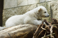 Eisbärenbaby Anori im Freigehege des Wuppertaler Zoos