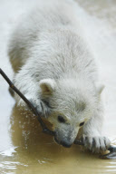 Eisbärenbaby Anori im Freigehege des Wuppertaler Zoos