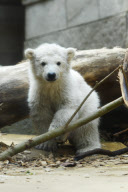 Eisbärenbaby Anori im Freigehege des Wuppertaler Zoos