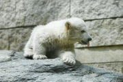 Eisbärenbaby Anori im Freigehege des Wuppertaler Zoos