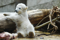 Eisbärenbaby Anori im Freigehege des Wuppertaler Zoos