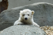 Eisbärenbaby Anori im Freigehege des Wuppertaler Zoos