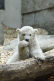 Eisbärenbaby Anori im Freigehege des Wuppertaler Zoos