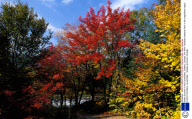 Indian Summer in the Laurentides, Quebec, Canada