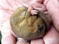 Sleeping dormouse has lucky escape after ride-on  lawn mower driven over nest, Winkleigh, Devon. Britain - Apr 2012