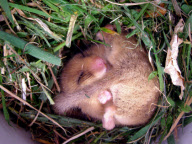 Sleeping dormouse has lucky escape after ride-on  lawn mower driven over nest, Winkleigh, Devon. Britain - Apr 2012