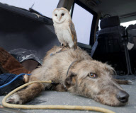 Owl likes to ride on dog's back while going for a walk at Pen y Bryn Falconry centre, Wales - 23 Apr 2012