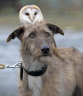 Owl likes to ride on dog's back while going for a walk at Pen y Bryn Falconry centre, Wales - 23 Apr 2012