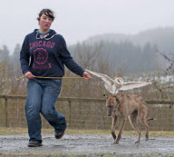 Owl likes to ride on dog's back while going for a walk at Pen y Bryn Falconry centre, Wales - 23 Apr 2012