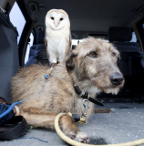 Owl likes to ride on dog's back while going for a walk at Pen y Bryn Falconry centre, Wales - 23 Apr 2012