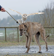 Owl likes to ride on dog's back while going for a walk at Pen y Bryn Falconry centre, Wales - 23 Apr 2012