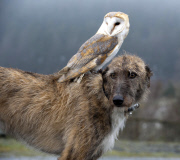 Owl likes to ride on dog's back while going for a walk at Pen y Bryn Falconry centre, Wales - 23 Apr 2012