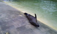 Rolle, rolle, platsch: Robbe Heather aus dem Deep Sea World Aquarium wird zum Internet-Star