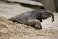 Der kleine Bulle Assam erobert die Außenanlage in Hagenbecks Tierpark in Hamburg