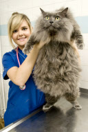 UK supersized pets are fighting the flab, Britain - Mar 2012