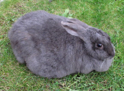 UK supersized pets are fighting the flab, Britain - Mar 2012