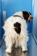 UK supersized pets are fighting the flab, Britain - Mar 2012